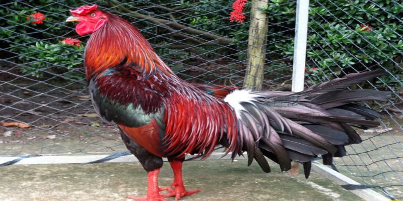 Gà đá có mệnh Hỏa