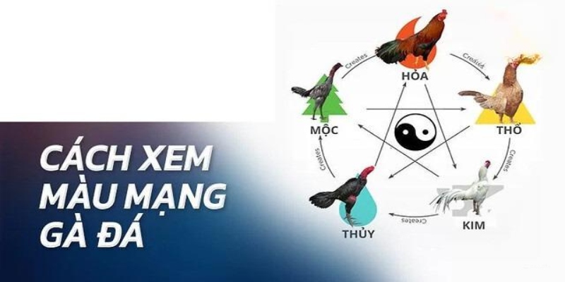 Tìm hiểu về màu gà mạng  