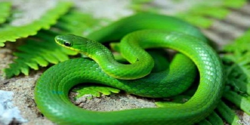 Mộng thấy rắn thường xuyên
