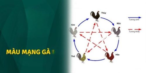 Màu gà mạng